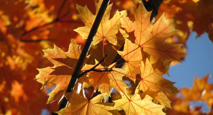 Gelb-orange Ahornblätter an einem Ast vor blauem Himmel im Herbst